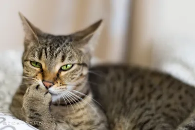 Лучшие фото кошек Канаани для скачивания