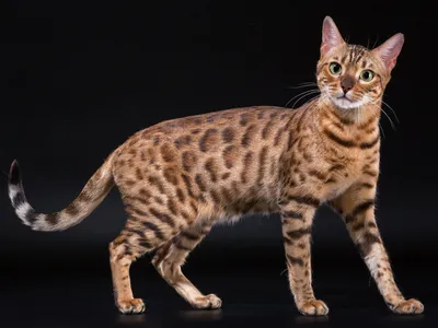 20 потрясающих фото канаани для любителей кошек