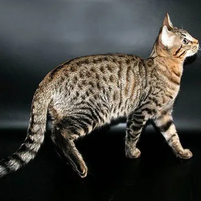 Канаани (порода кошек) фотографии
