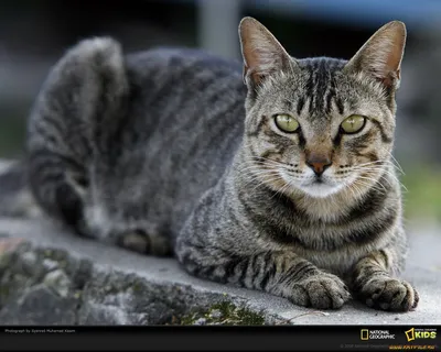 Фотографии канаани: взгляд изнутри породы кошек