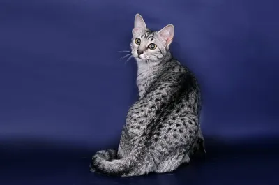 Канаани: порода кошек, которая оставляет след в сердцах