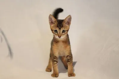 Канаани: порода кошек, которая умеет удивлять