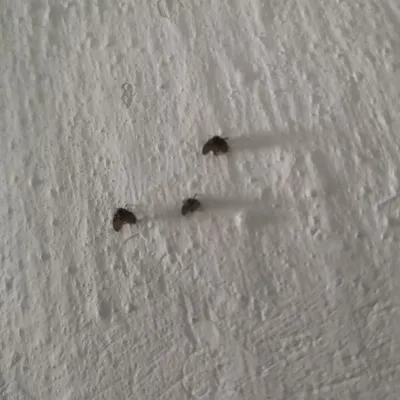 Канализационные мухи  фото