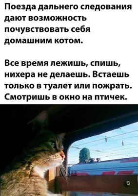 Новые смешные фото - скачать бесплатно в формате JPG