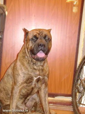 Фото собаки Као де Кастро-Лаборейро в разных размерах