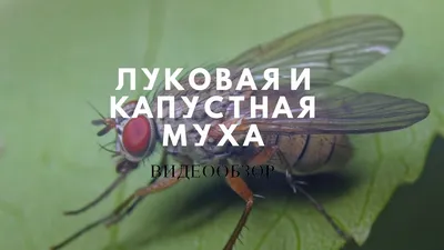 Коллекция фотографий мухи в разных ракурсах