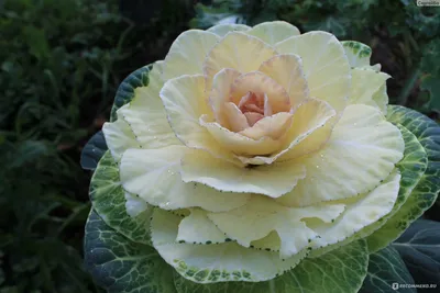 Удивительное изображение капустной розы: выберите размер для скачивания