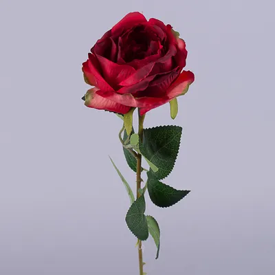 Фото капустной розы в формате jpg: сохраните красоту на своем устройстве