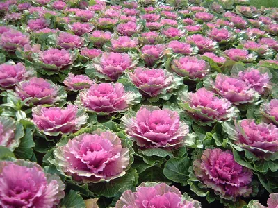 Фотография капустной розы: выберите размер, что подходит вам