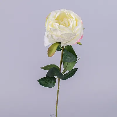 Фотка капустной розы: невероятно реалистичное изображение