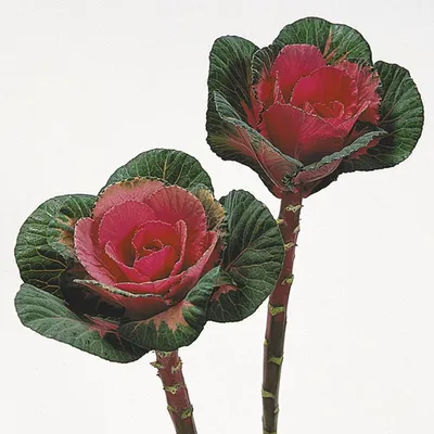 Красочная капустная роза: скачайте фото в высоком разрешении