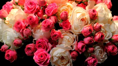 Фотография капустной розы: разнообразие форматов и размеров