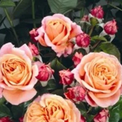 Фото капустной розы в формате webp: скачивайте быстро и качественно