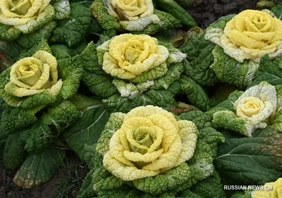 Фотка капустной розы: доступные размеры и форматы