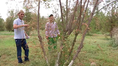 Шедевры фотографии: карагач дерево во всей своей красе