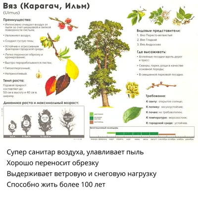 Карагач дерево: яркое сияние природы на снимках