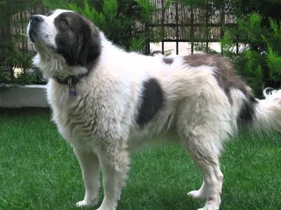 Каракачанская собака на фото: все тонкости породы
