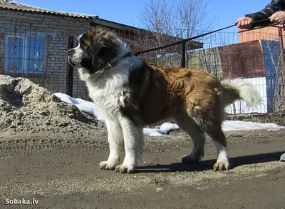 Фото каракачанской собаки: выберите самый яркий и насыщенный цвет