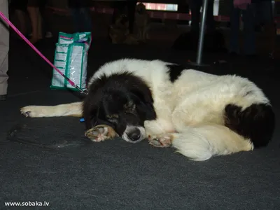 Фото каракачанских собак: выбирайте любимых представителей породы
