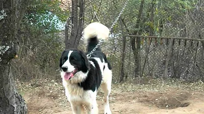 Каракачанская собака на фото: настоящая красота и мощь