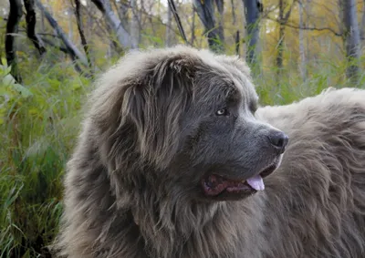 Фотографии каракачанских собак: скачивайте и наслаждайтесь