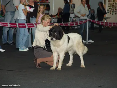 Каракачанская собака на фотографиях: как они живут и растут