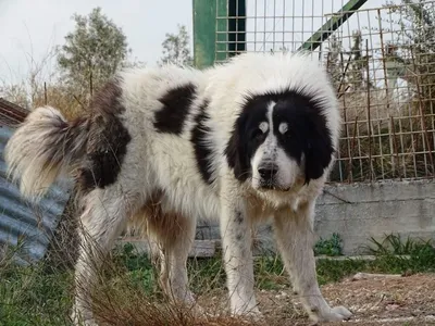 Изображения каракачанской собаки: уникальный взгляд на породу