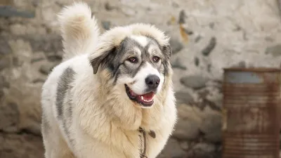 Фотографии каракачанских собак: все тонкости породы на одном месте