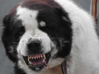 Изображения каракачанской собаки: выберите свой любимый цвет