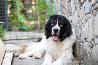 Фото Каракачанской собаки в формате JPG