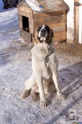 Каракачанская собака на фотографиях: достопримечательность