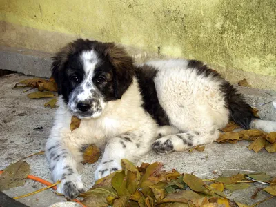 Фото Каракачанской собаки: бесплатно и без регистрации
