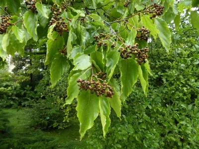 Карамельное дерево на фото: красивые изображения природы