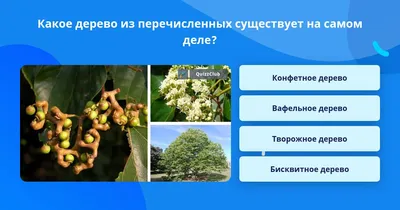 Фотография карамельного дерева в HD качестве для обоев на телефон