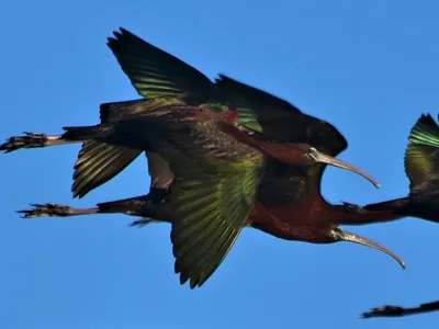 Птица-каравайка в крупном плане: PNG изображение для скачивания