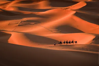 Караван в пустыне  фото