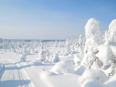 Карельская Зима: Фотографии Природы в WebP