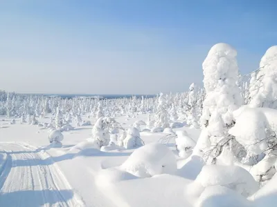 Карелия зимой: Заснеженные просторы красоты