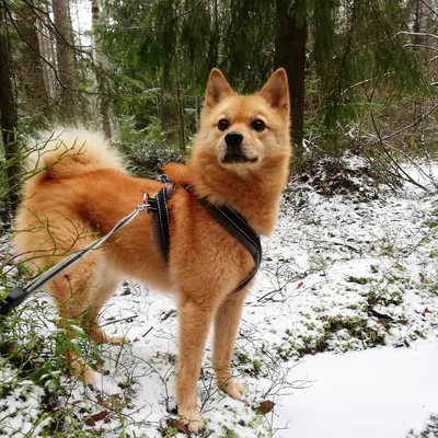 Карело-финская лайка: портрет собаки в высоком разрешении