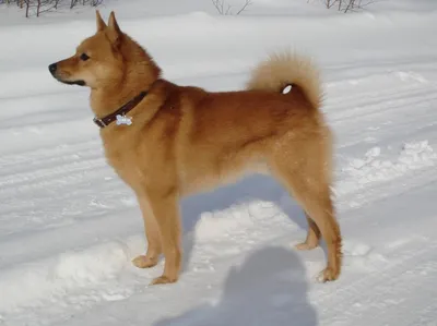 Карело-финская лайка с ошейником: портрет собаки