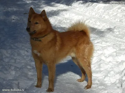 Собака Карело-финская лайка: фото в дождь
