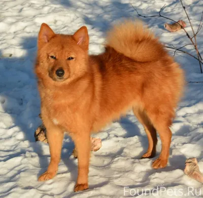 Карело-финская лайка с голубым ошейником: портрет собаки