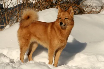 Карело-финская лайка с длинным хвостом: портрет собаки