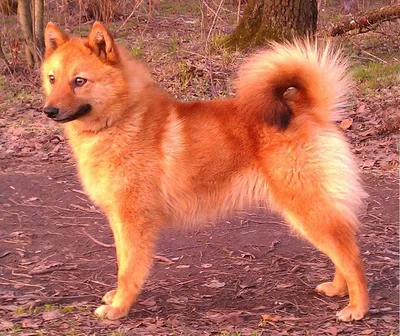 Карело-финская лайка с белой грудью: портрет собаки