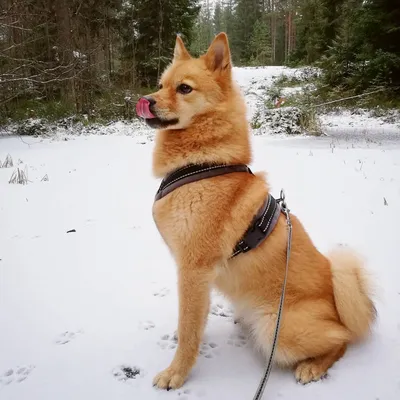 Фото собаки Карело-финской лайки с белым фоном