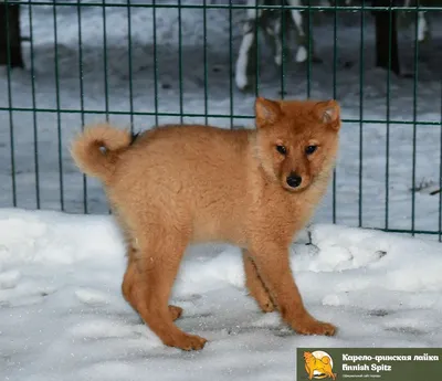 Карело-финская лайка с маленькими ушками: портрет собаки