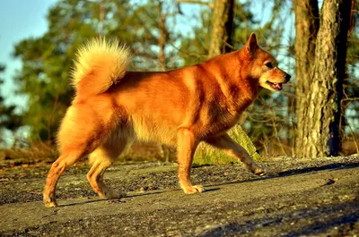 Собака карело-финская лайка: фото в высоком разрешении