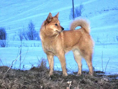 Собака карело-финская лайка: красивые картинки