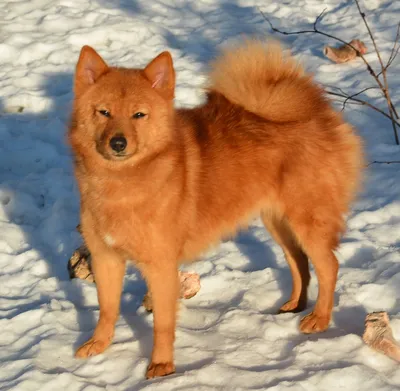 Карельская лайка на снегу: зимнее фото собаки