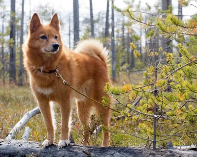 Карельская лайка в зеленом лесу: красивое фото собаки